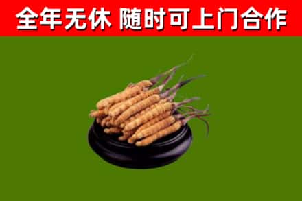 盐城市回收冬虫夏草